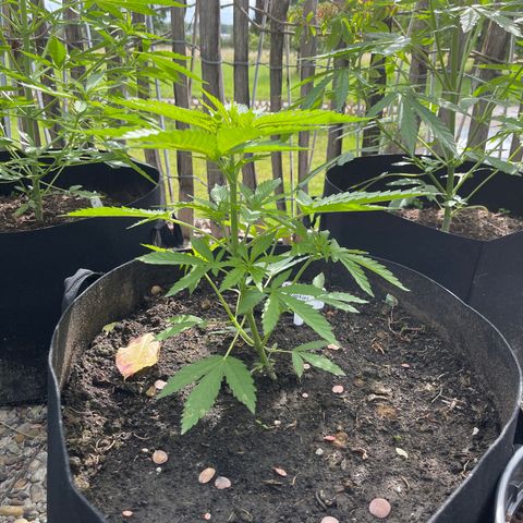 Tropicana Cookies growlog timeline photo