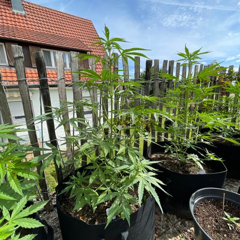 Blue Cheese growlog timeline photo