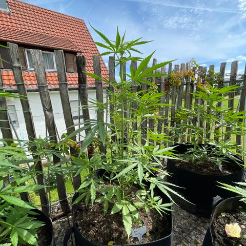 Blue Cheese growlog timeline photo