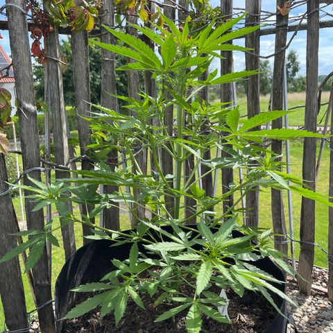 Royal Cookies Automatic growlog timeline photo