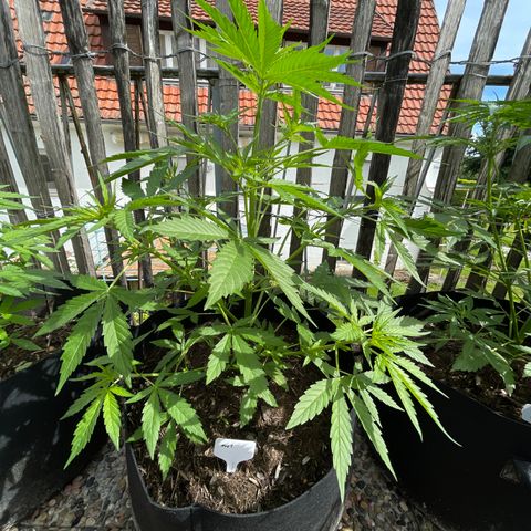 Mac-1 growlog timeline photo
