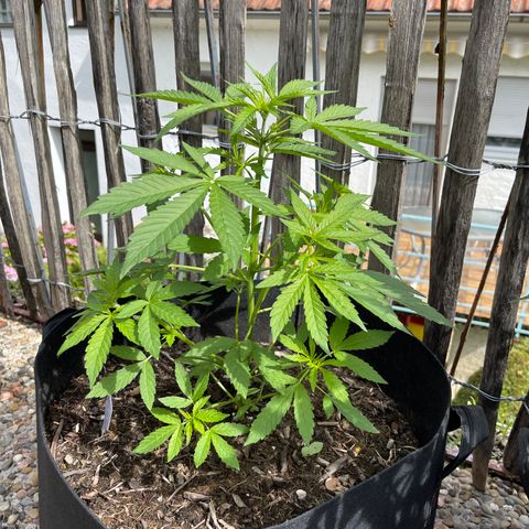 Mac-1 growlog timeline photo