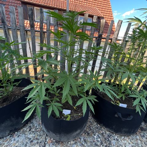 Mac-1 growlog timeline photo