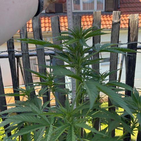 Mac-1 growlog timeline photo