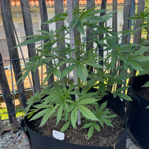 Mac-1 growlog timeline photo
