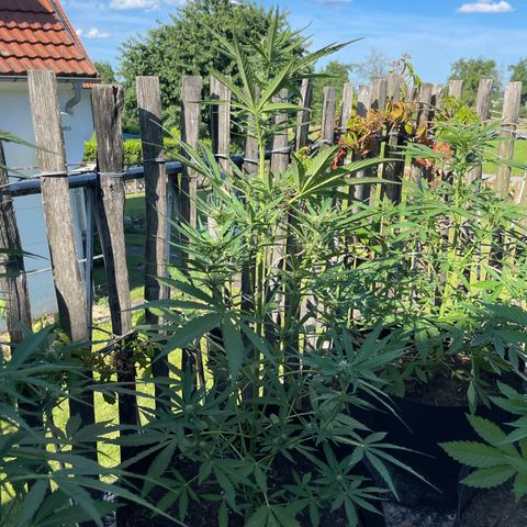 Blue Cheese growlog timeline photo