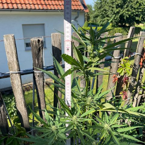 Blue Cheese growlog timeline photo