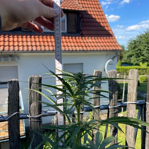 Blue Cheese growlog timeline photo