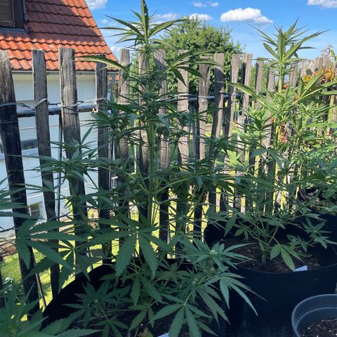 Blue Cheese growlog timeline photo