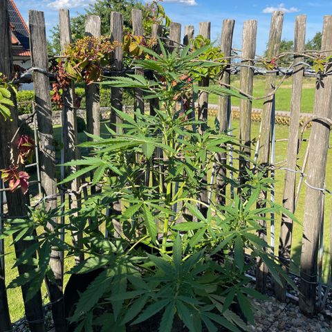 Royal Cookies Automatic growlog timeline photo