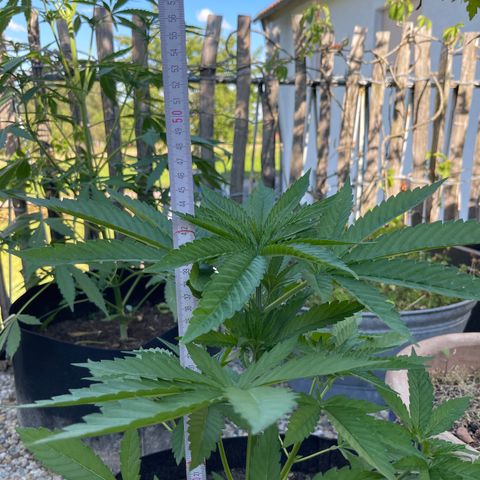Tropicana Cookies growlog timeline photo
