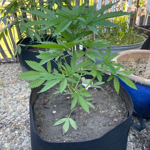 Tropicana Cookies growlog timeline photo