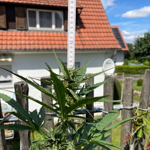 Blue Cheese growlog timeline photo