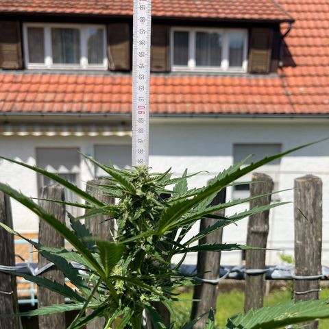 Blue Cheese growlog timeline photo