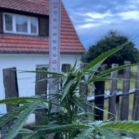 Mac-1 growlog timeline photo