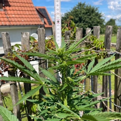 Royal Cookies Automatic growlog timeline photo