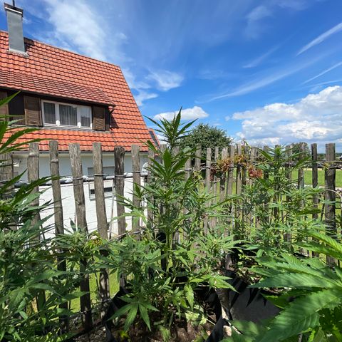 Blue Cheese growlog timeline photo