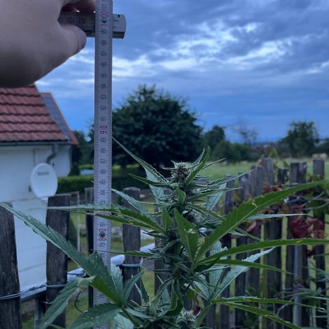 Blue Cheese growlog timeline photo