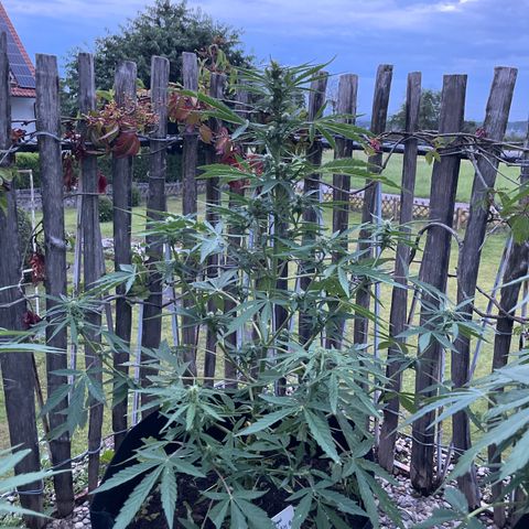 Royal Cookies Automatic growlog timeline photo