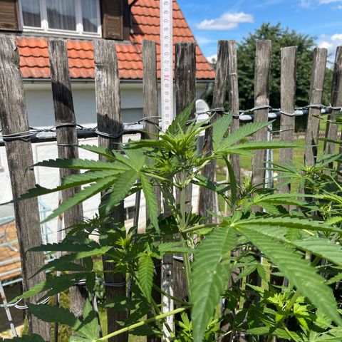 Mac-1 growlog timeline photo