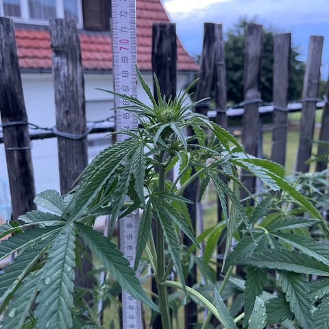 Mac-1 growlog timeline photo