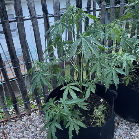 Mac-1 growlog timeline photo
