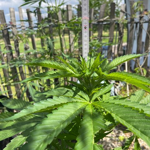 Tropicana Cookies growlog timeline photo