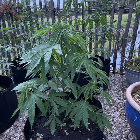 Tropicana Cookies growlog timeline photo