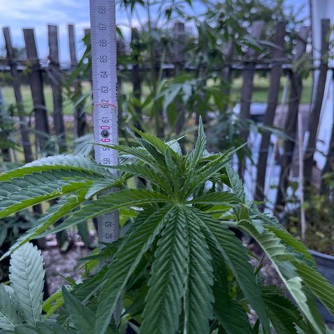 Tropicana Cookies growlog timeline photo