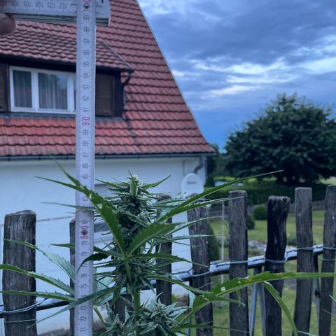 Blue Cheese growlog timeline photo