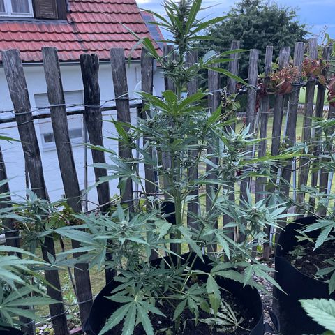 Blue Cheese growlog timeline photo