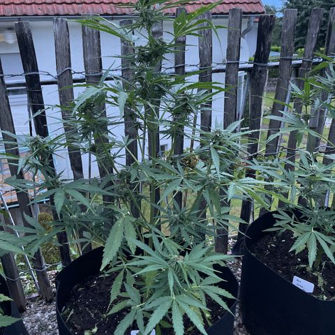 Blue Cheese growlog timeline photo