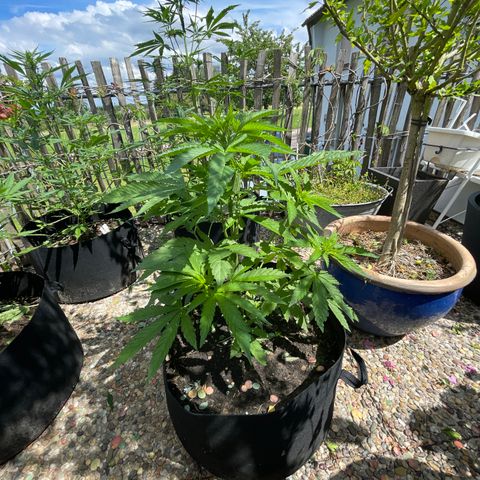 Tropicana Cookies growlog timeline photo