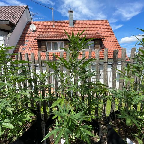 Blue Cheese growlog timeline photo