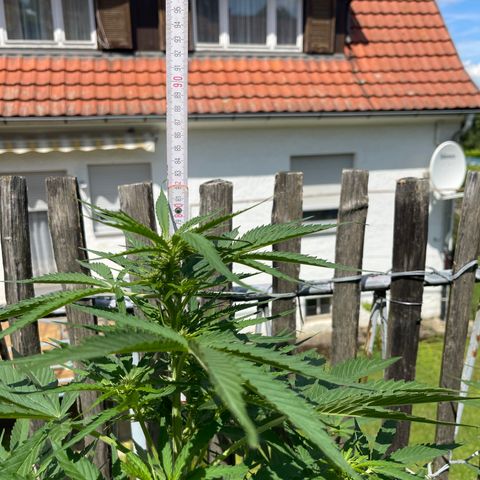 Mac-1 growlog timeline photo