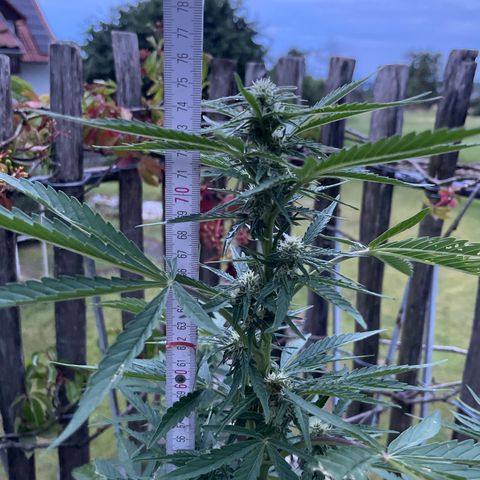 Royal Cookies Automatic growlog timeline photo