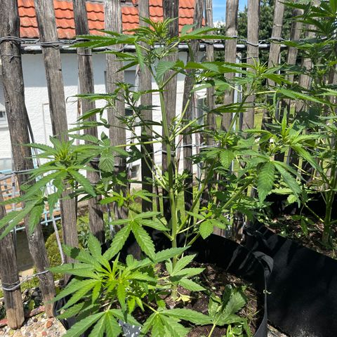 Mac-1 growlog timeline photo