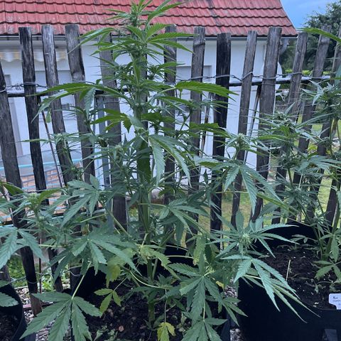 Mac-1 growlog timeline photo
