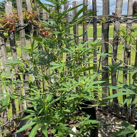 Royal Cookies Automatic growlog timeline photo