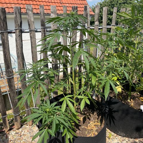 Mac-1 growlog timeline photo