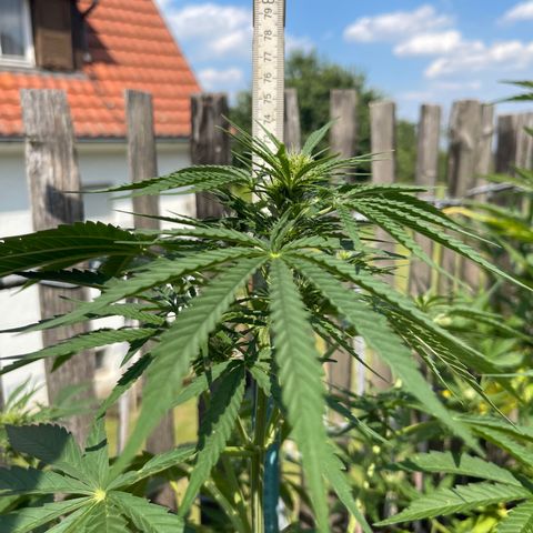 Mac-1 growlog timeline photo