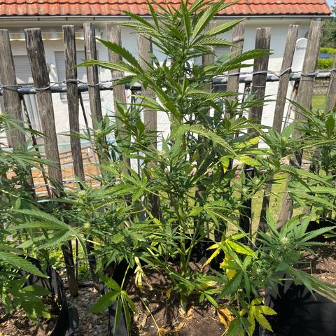 Mac-1 growlog timeline photo