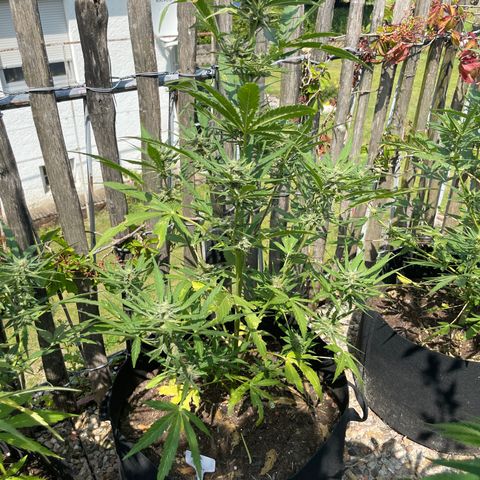 Blue Cheese growlog timeline photo