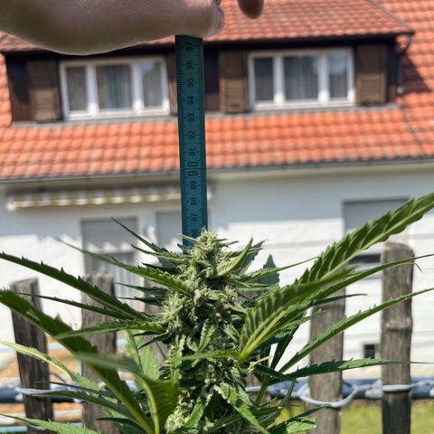 Blue Cheese growlog timeline photo