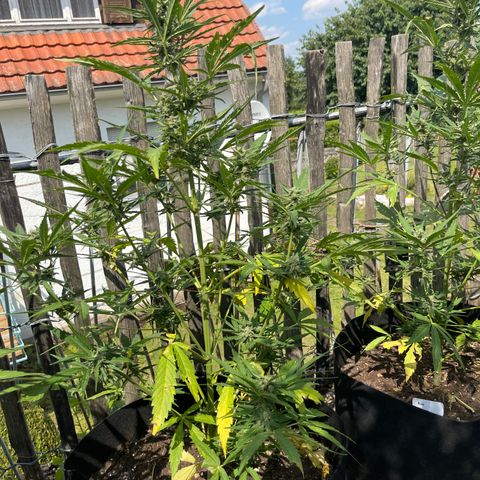 Blue Cheese growlog timeline photo
