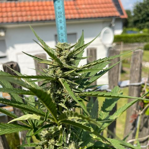 Blue Cheese growlog timeline photo
