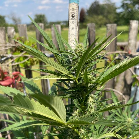 Royal Cookies Automatic growlog timeline photo