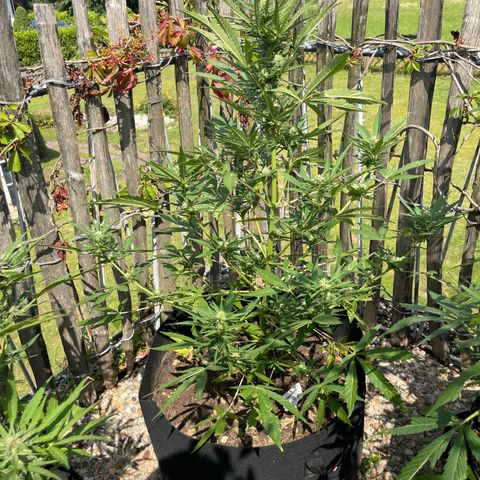 Royal Cookies Automatic growlog timeline photo