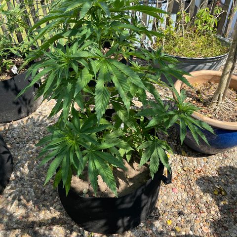 Tropicana Cookies growlog timeline photo