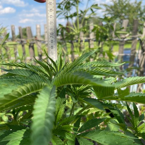 Tropicana Cookies growlog timeline photo